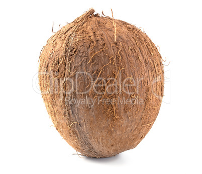 Tropical coconut fruit isolated on white background close up.