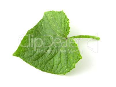 Green cucumber leaf isolated on white background