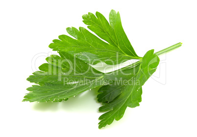 Fresh parsley leaf close up isolated on white background.