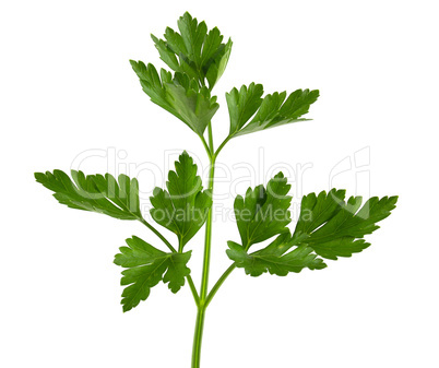 Parsley isolated on white background Clipping Path. Fresh raw herbs ingredient food.