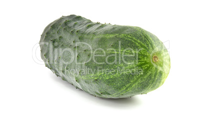 Big prickly cucumber close up isolated on white background