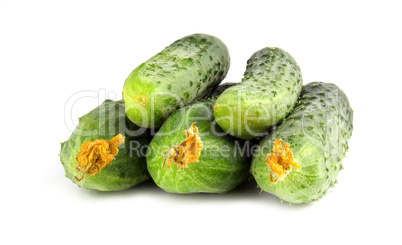 Fresh little cucumbers isolated on white background. Young gherkins with yellow flowers have just been collected from the garden.