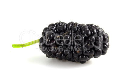 Black mulberry, berry isolated on white background close up.