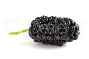 Black mulberry, berry isolated on white background close up.