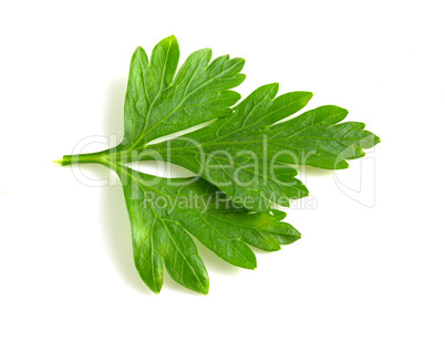 Fresh parsley leaf close up isolated on white background