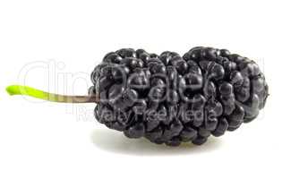 Black mulberry, berry isolated on white background close up