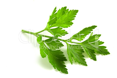 Fresh parsley leaf isolated on white background.