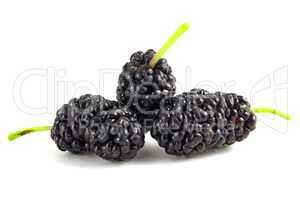 Black mulberry fruit isolated on white background. Berries close up.