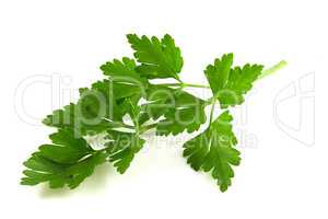 Cilantro branch isolated on white background.