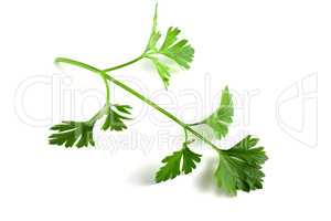 Branch with fresh parsley leaves isolated on white background. Greens close up.