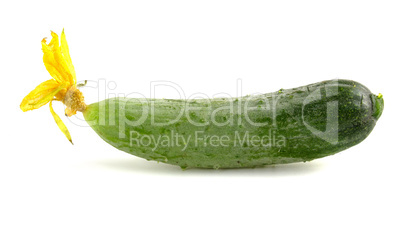 Fresh little cucumber with thorns and yellow flower. Vegetables close up isolated on white background.