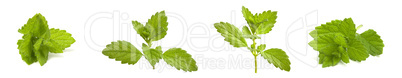 Collage mix of lemon balm sprigs, a fragrant plant to add to drinks and use for medical purposes.