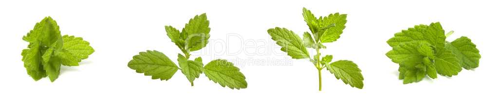 Collage mix of lemon balm sprigs, a fragrant plant to add to drinks and use for medical purposes.