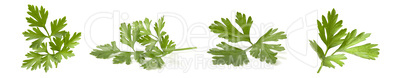 Collage mix of fresh parsley branches isolated on white background. Set of 4 photos of useful greens with vitamins.