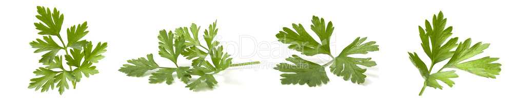 Collage mix of fresh parsley branches isolated on white background. Set of 4 photos of useful greens with vitamins.