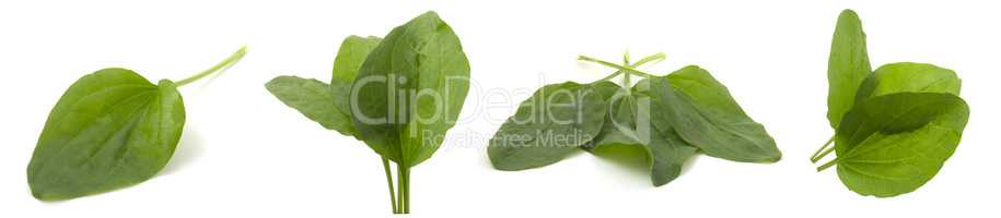 Collection of 4 photos, plantain leaf, medicinal plant isolated on white background.
