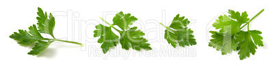 Set of four photos of parsley leaves isolated on white background close up.