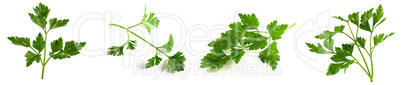 Fresh vegetarian herbs, fragrant parsley with vitamins, set of photo twigs isolated on white background.