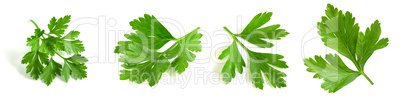 Set of parsley leaves on a white background. Isolated greens close-up.