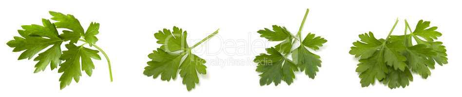 Fresh vegetarian greens, fragrant parsley with vitamins isolated on white background.