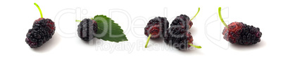 Set of 4 photos of mulberry isolated on white background close up.