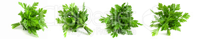 set of photo buds of fresh green parsley isolated on white background.