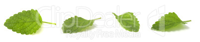Collage mix set of Fresh green leaf mint. Isolated on white background.