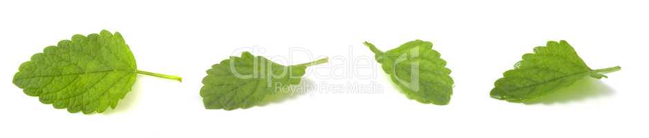 Collage mix set of Fresh green leaf mint. Isolated on white background.