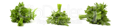 Collection of photo bunches of fresh greens, parsley isolated on white background.