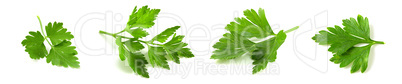 Fresh vegetarian herbs, fragrant parsley with vitamins, set of photo leaves isolated on white background.