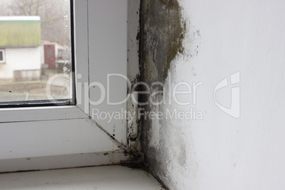 The corner on the windowsill is covered with fungus, mold on plastic windows.