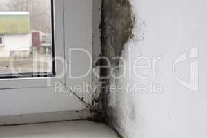 The corner on the windowsill is covered with fungus, mold on plastic windows.