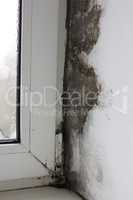 The corner on the windowsill is covered with fungus, mold on plastic windows.