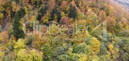 Top view on multicolored tree tops in the autumn forest in the mountains. Autumn panorama of yellowed leaves