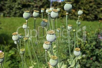 Green poppy boxes with seeds in the garden in sunlight