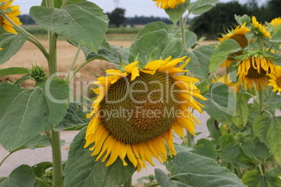 Yellow sunflower in a field on a green background