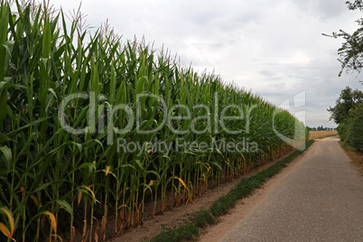 Green corn field on a bright summer day