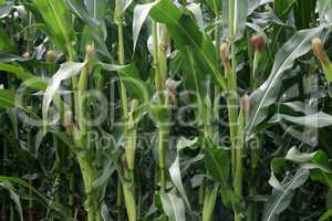 Corn on the cob in the field in summer