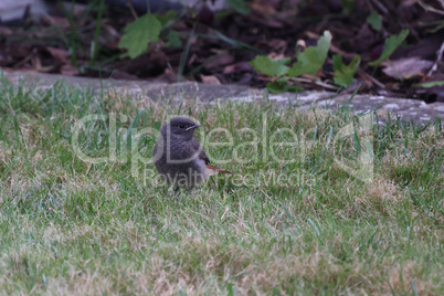 Young black redstart chick sits in the grass