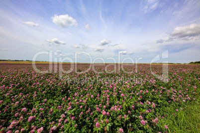 Summer landscape with a field of flowering pink clover