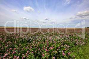 Summer landscape with a field of flowering pink clover