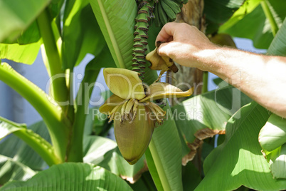 Banana flower on a background of foliage