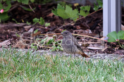 Young black redstart chick sits in the grass