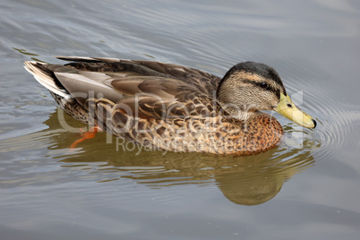 Wild duck swims slowly on the lake