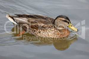 Wild duck swims slowly on the lake