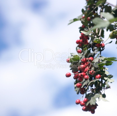 red berry at dry sunny day