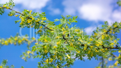 yellow acacia at Spring