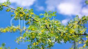 yellow acacia at Spring