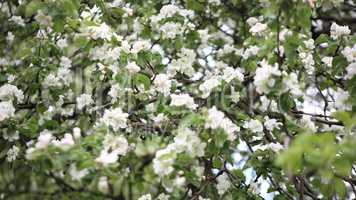 Apple Flower at Spring