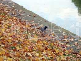crow on bank at autumn